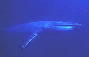 bluewhale.gif